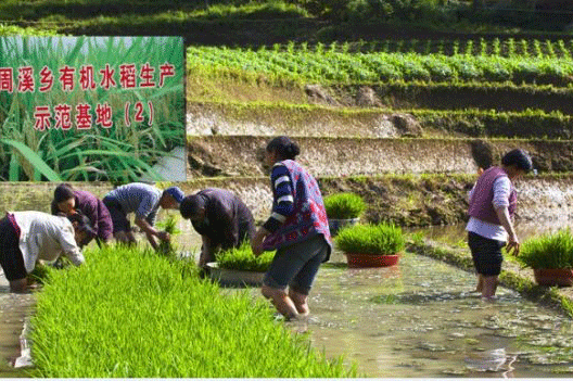周溪水稻示范基地用上丝瓜污视频网址下载【图片案例】