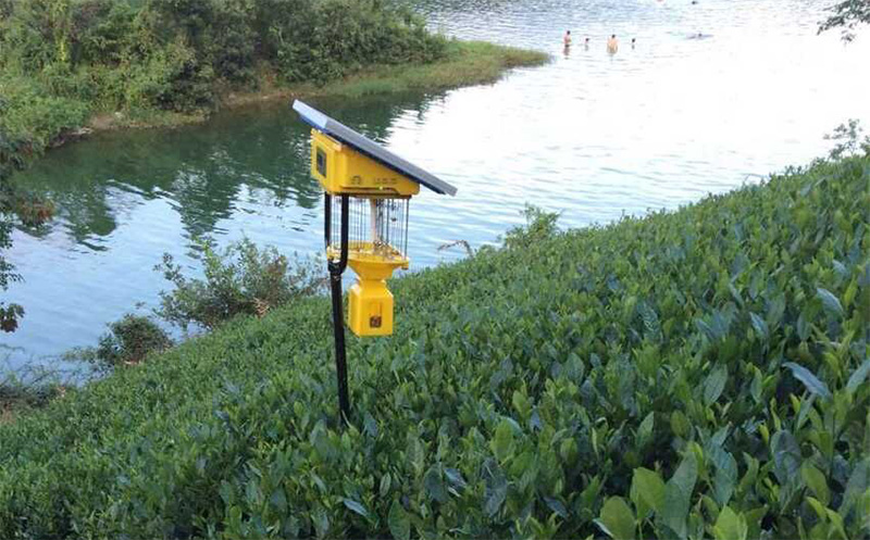 电击式丝瓜污视频网址下载茶园物理除虫效果好