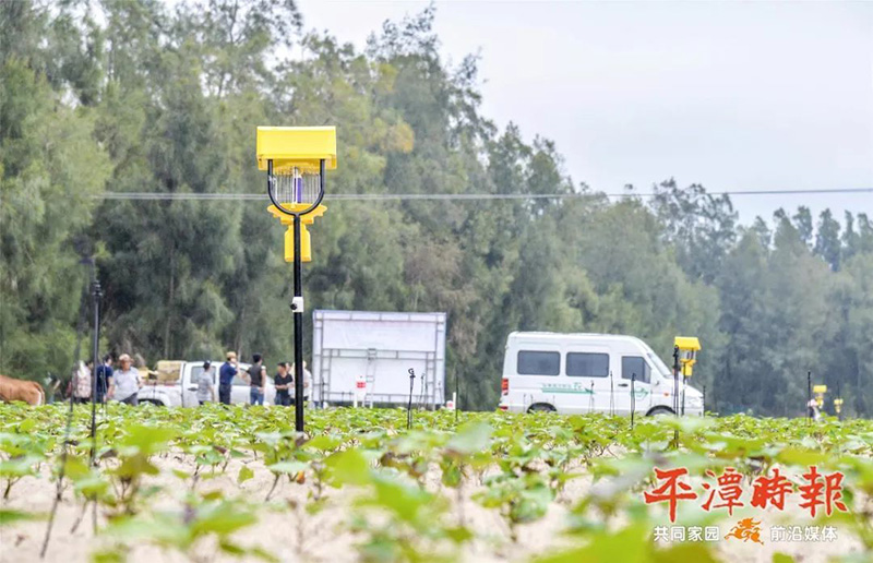 福建平潭丝瓜污视频网址下载用于甘薯种植效果