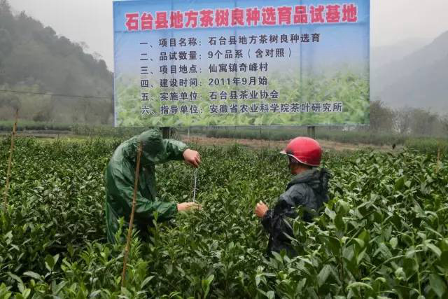 安徽茶园应用丝瓜污视频网址下载绿色防控效果