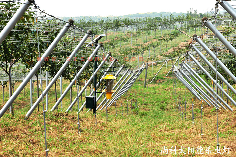 江苏南京猕猴桃果园用丝瓜污视频网址下载效果怎么样