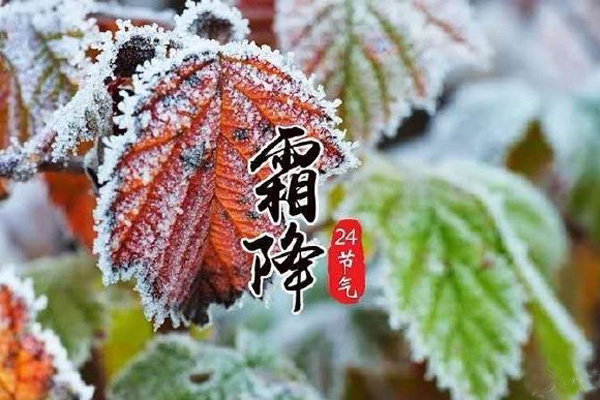 今日霜降，记得收起您的丝瓜污视频网址下载