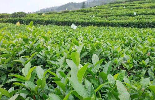 茶园丝瓜污视频网址下载效果如何？湖南茶农这杨说