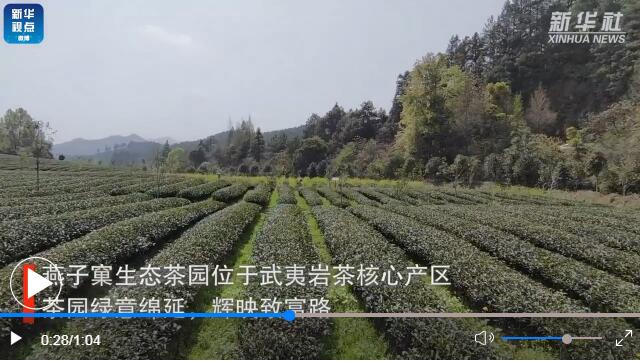 用了丝瓜污视频网址下载的福建生态茶园长啥样