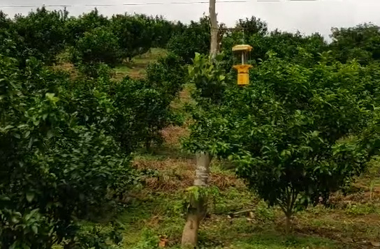 自动清洁型丝瓜下载APP网址PZ025使用效果
