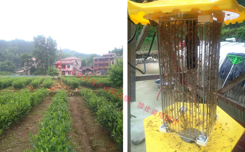 丝瓜污视频网址下载用于茶园防控害虫效果