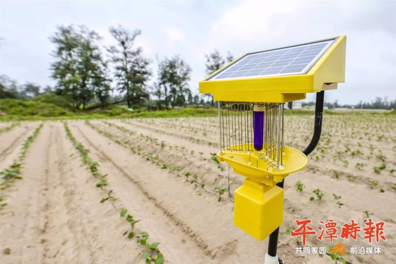 福建平潭丝瓜污视频网址下载用于甘薯种植效果