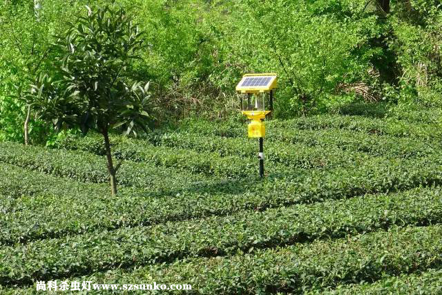 安徽石台县茶园用丝瓜污视频网址下载绿色防控