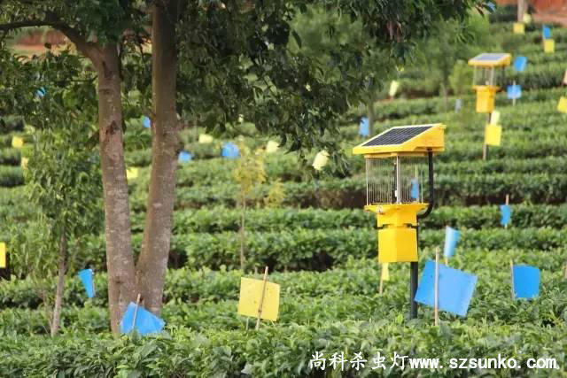 安徽石台县茶园用丝瓜污视频网址下载绿色防控