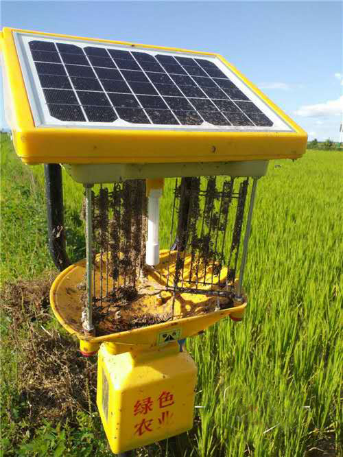 黑龙江延寿水稻种植基地使用丝瓜污视频网址下载案例