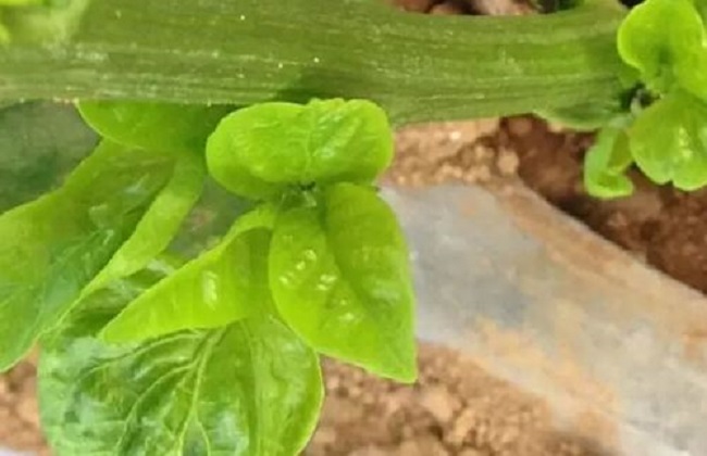 频振式丝瓜污视频网址下载可杀茶黄螨成虫