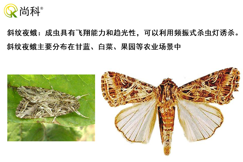 斜纹夜蛾可以用丝瓜污视频网址下载诱杀