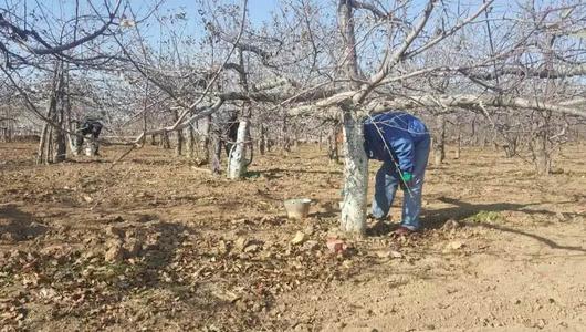 冬天来了果农给果树涂防虫剂，涂树干