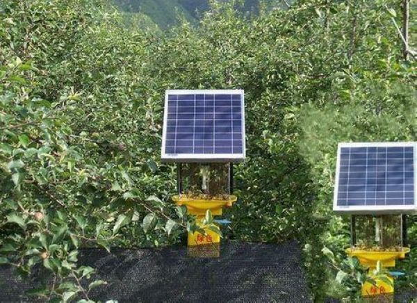 果园丝瓜污视频网址下载，果树比杀虫灯还高